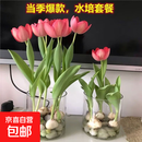 郁金香花卉荷兰进口多年生5度大种球百合室内外植物盆栽好养 1个郁金香种球颜色随机