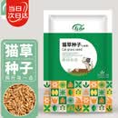寿禾 猫草种子苗土培水培猫零食草籽 潍育中寿猫草(小麦草)种子1050g