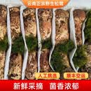 相遇红颜香格里拉松茸菌未开伞新鲜松茸鲜菌菇空运快至24小时达团购送礼 出口标准未开伞4-6cm净重520g