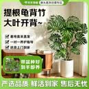 京东绿植【带盆种好】大叶龟背竹室内客厅办公室绿植大盆栽吸甲醛源头直发