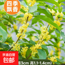 桂花树苗盆栽室内四季桂花卉植物金桂丹桂庭院大树浓香型绿植开花 【四季桂】粗3cm 高1.4-1.6米土球发货