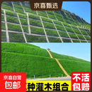 护坡固土草籽耐寒耐旱边坡绿化草坪草籽免修剪黑麦草高羊茅籽 草种灌木组合100斤【护坡固土】