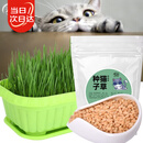 寿禾 猫草种子小麦苗土培水培猫零食草籽 潍丰猫草种子200g