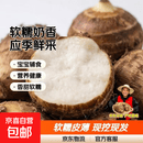 正宗山东牛奶小芋头礼盒芋头芋艿香糯新鲜现挖当季蔬菜过节送礼 牛奶小芋头带箱2斤