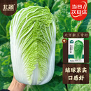 北蔬 北京新三号大白菜种子苗耐寒夏秋庭院田间菜籽 北京新三号种子5g