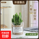 【今日特价】多肉植物仙人掌盆栽小盆栽开花可爱桌面万重山绿植 万重山+玻璃盆+黄金砂+营养土 含盆
