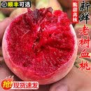 老树血桃新鲜桃子脆甜红肉桃当季现摘水密桃红心毛桃大果整箱 5斤 【顺丰包邮】精选大果，新鲜直达