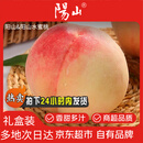 阳山水蜜桃 无锡阳山水蜜桃 4-5两 12枚 水蜜桃水果礼盒 源头直发