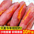 秋颖板栗蜜薯10斤红薯西瓜红沙地蜜薯小香薯新鲜发货地瓜山芋现挖 红薯  带箱5斤精选装大果