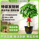 京东绿植发财树大型盆栽客厅室内真绿植办公室开业送礼独杆招财树源头直发