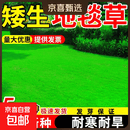 矮生草坪草籽四季常青高尔夫地毯草种子护坡狗牙根耐寒耐旱免修剪 进口矮生地毯草10斤 【庭院别墅】