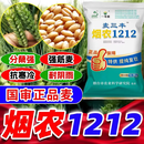 德圣致远抗倒矮杆大穗耐寒抗旱烟农1212小麦种子原种级冬麦国审原装正品 南北双国审抗冻麦-2袋