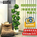 叹为观止大型植物发财树各种大颗盆栽开业乔迁客厅办公室内好养大型花卉 造型鸭脚木【1.5-1.7米】 含盆