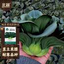 北蔬苏州青黑叶矮脚种子苗秋冬耐寒糯米青菜油菜籽 矮箕苏州青种子40g