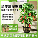 京东绿植发财树步步高盆栽客厅室内大型绿色植物办公室乔迁开业源头直发