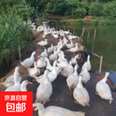 正宗农家散养白番鸭公番鸭7.5-8.5斤母番鸭6-7斤现杀新鲜鸭肉净重 番鸭母1只（6-7斤）
