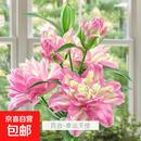 香水百合种球带芽四季开花室内外阳台多头百合耐寒好养 幸运天使【带芽发货】 3个球（更实惠）