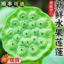 莲蓬新鲜现摘生吃莲子新鲜水果当季整箱蔬菜湘莲洪湖甜嫩 4斤