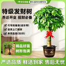 京东绿植发财树大型盆栽客厅室内真绿植办公室开业送礼独杆招财树源头直发