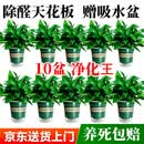 植男植女新房绿萝盆栽室内客厅绿植花卉净化空气植物室内吸附甲醛源头直发