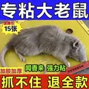 超强力大号老鼠贴强力胶水无毒隐形强力胶粘鼠捕鼠驱鼠灭鼠家用装 15张装