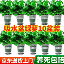 京东绿植绿萝盆栽除甲醛花卉绿植办公室新房净化空气 120款10盆源头直发