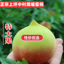 【顺丰】广东河源鹰嘴蜜桃新鲜水果脆甜桃子连平发货 10斤 【精品大果王】单果约190g I 够大吃起来爽