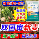 德圣致远抗倒矮杆大穗耐寒抗旱烟农1212小麦种子原种级冬麦国审原装正品 特供提纯复壮 原种级【烟农1212】-6袋