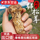京地达云南香格里拉新鲜松茸礼盒净重1000g单个7-9cm出口级源头直发包邮