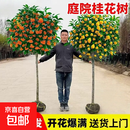 桂花树苗盆栽室内四季桂花卉植物金桂丹桂庭院大树浓香型绿植开花 【金桂】粗3cm 高1.4-1.6米土球发货