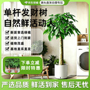 京东绿植发财树客厅大型盆栽真绿植好养办公室开业1.4-1.5m圆形源头直发