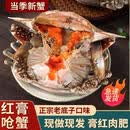宁波红膏呛蟹即食舟山红膏炝蟹梭子蟹生腌螃蟹海鲜酱母蟹炝蟹醉蟹 3个红膏三眼蟹【2-2.5两】 95%江浙沪隔天到