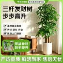 京东绿植【带盆种好】步步高三杆发财树开业送礼乔迁客厅室内好养源头直发