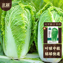北蔬北京新三号白菜种子苗叶多夏秋蔬菜种籽 北京新三号种子30g