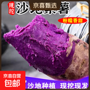 紫罗兰红薯沙地现挖紫薯宝宝辅食紫芋头山芋苕粗粮新鲜包邮 紫罗兰紫薯9斤中大果 含箱