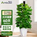 爱优尚大叶绿萝柱盆栽客厅大型绿植办公室内除甲醛净化空气绿箩源头直发