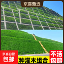 护坡固土草籽耐寒耐旱边坡绿化草坪草籽免修剪黑麦草高羊茅籽 草种灌木组合100斤【护坡固土】