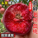 正宗胭脂红血桃新鲜水果现摘老树桃子脆甜蜜桃朱砂血丝毛桃子包邮 5斤【巨无霸 单果250g+】【顺丰速运】