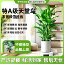 京东绿植天堂鸟盆栽客厅室内好养大型落地绿植办公室大叶植物源头直发 