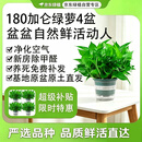 京东绿植绿萝盆栽除甲醛花卉绿植办公室新房净化空气180加仑4盆装源头直发