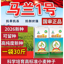 旺园兴高产小麦种子马兰一号新品种农科院育种矮杆抗倒耐寒抗病耐寒 马兰一号30斤