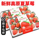 高原草莓【顺丰-多地次日达】夏季酸草莓精品草莓 新鲜水果 3盒 大果【15颗/盒】