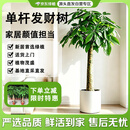 京东绿植发财树客厅大型盆栽真绿植好养办公室开业1.4-1.5m圆形源头直发
