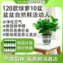京东绿植绿萝盆栽除甲醛花卉绿植办公室新房净化空气 120款10盆源头直发