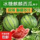【亏本冲量】西瓜种子西瓜阳台盆栽农家田园瓜种大全各种各样 冰糖麒麟西瓜种子1包约50粒