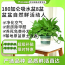 京东绿植绿萝盆栽除甲醛花卉绿植办公室180款加仑自吸水盆8盆装源头直发