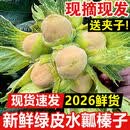 七叶岛东北新鲜带绿皮大榛子带青皮新鲜采摘水仁水瓤榛子脱皮水仁榛子 5斤  新鲜带皮榛子(带钳子)