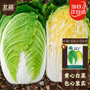 北蔬大白菜黄心种子苗冬储耐寒大规格秋冬种蔬菜籽 黄心大白菜种子20g