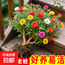 重瓣太阳花老桩多色多季开花植物太阳花苗带根耐寒庭院阳台易养活 多色重瓣太阳花老桩5颗