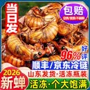 辽梦知了猴新鲜山东活体大号金蝉知了爬叉猴速冻知了龟预制菜肉禽菜肴 甄选丨金蝉知了候【100只】（千人购买）净320g
